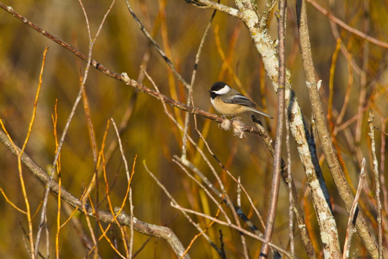 Black-Capped Chickadee